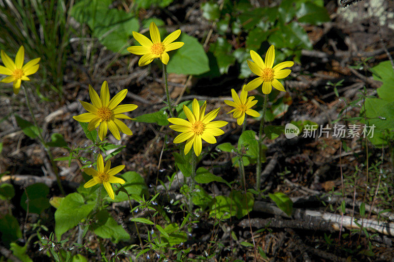 山金车花在森林里。