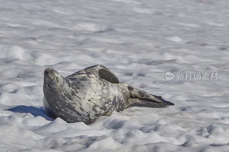 野生威德尔海豹在壮观的风景南极半岛在大的南大洋