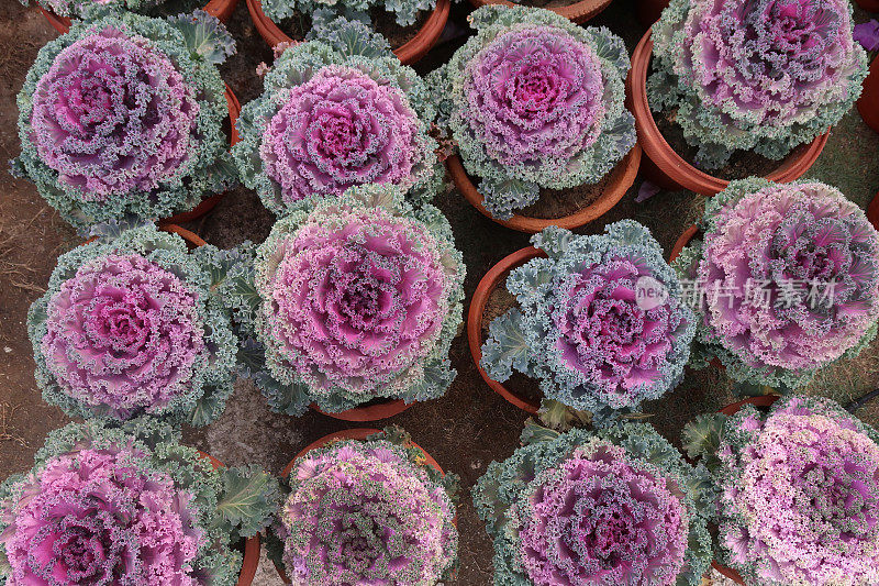 陶土花盆中紫色的观赏卷心菜(芸苔属)的高架图像