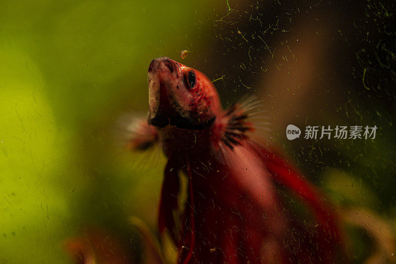 一串红-水族馆里的暹罗斗鱼