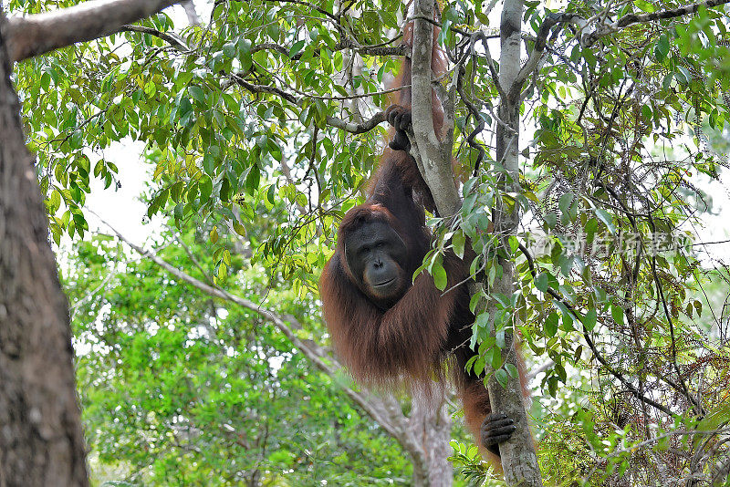 婆罗洲雨林中一只孤独的雄性猩猩