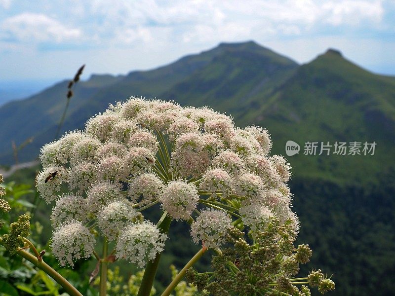 安吉莉卡在法国康塔尔山脉前