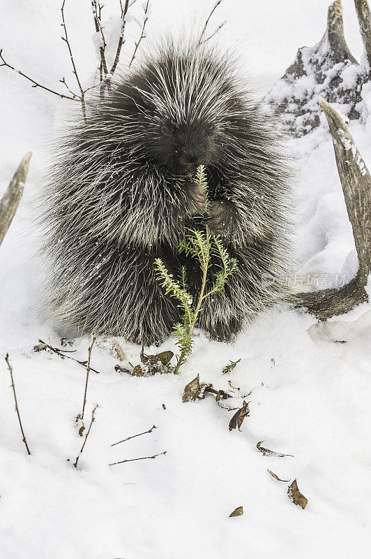 北美豪猪，在阿拉斯加海恩斯附近的雪地里。