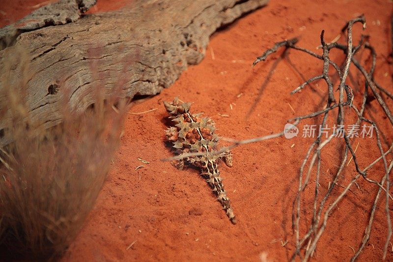 在澳大利亚中部内陆的红色沙漠沙地上，多刺的魔鬼(摩洛克恐怖)蜥蜴