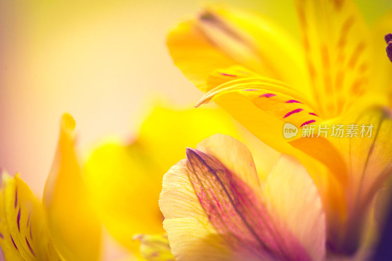 美丽的紫花花宏，花背景