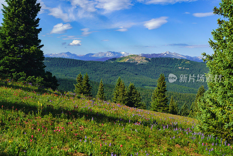 科罗拉多州的印第安画笔山野花