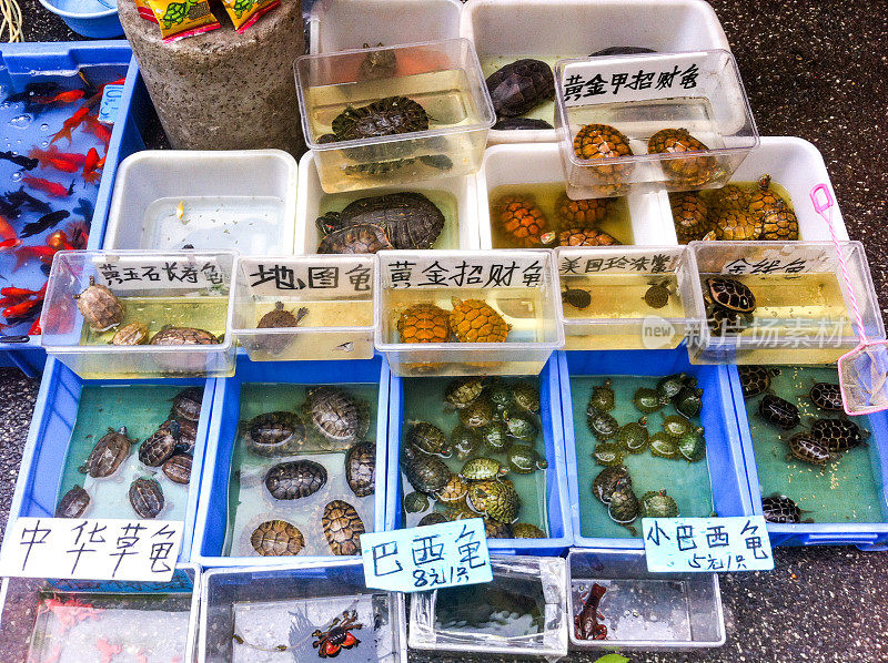 中国广州市场上出售的小乌龟