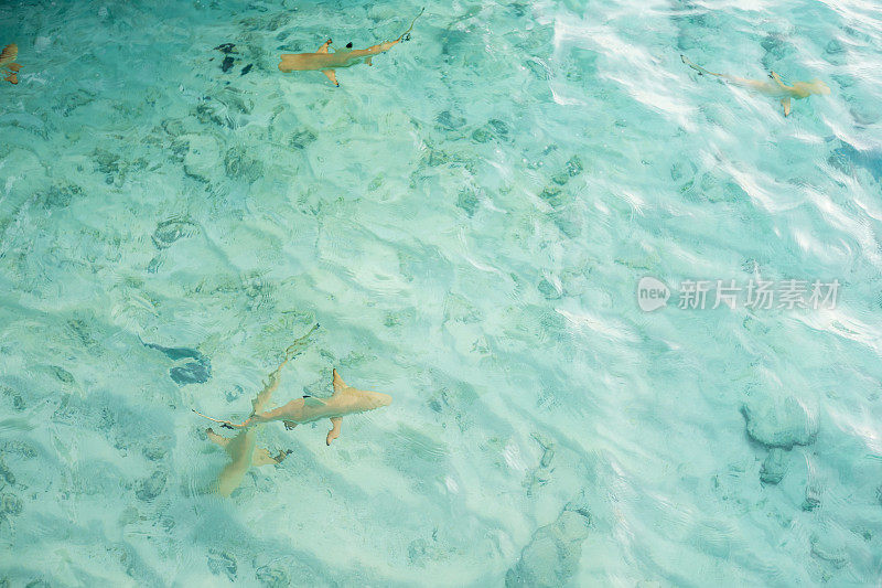 马尔代夫海岸附近的鲨鱼