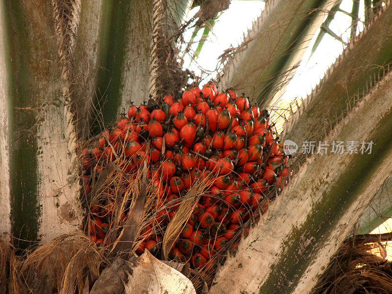 南巴伊亚的油棕榈种植园