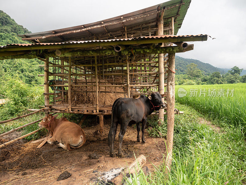 南，泰国，小溪附近的绿色梯田里的小茅屋里的奶牛。山谷中的村庄有雾和薄雾。