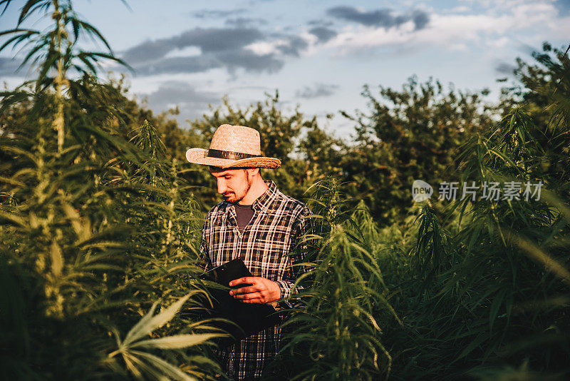 男性科学家检查大麻田