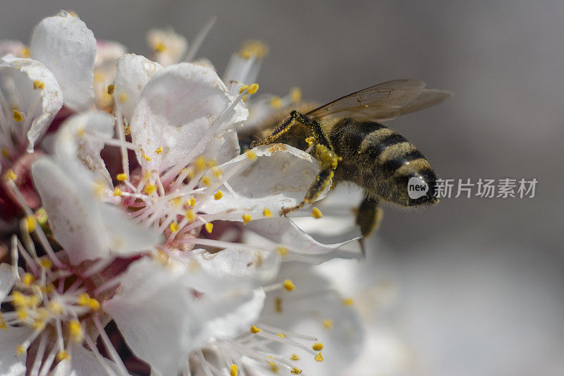 一只飞蜜蜂从盛开的杏花花蕾上采集花粉。一个悬浮蜜蜂的特写
