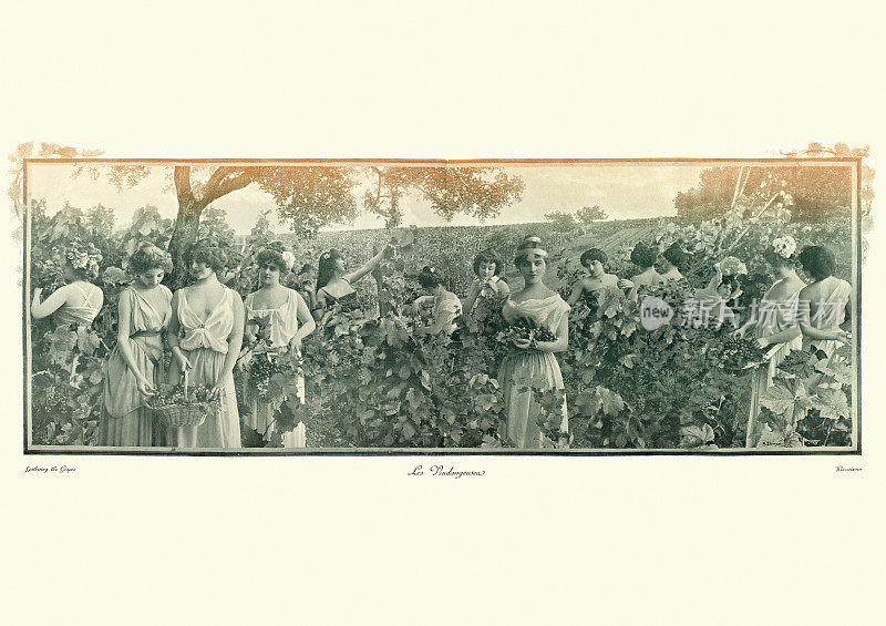 古董照片蒙太奇，年轻女子收获葡萄，维多利亚