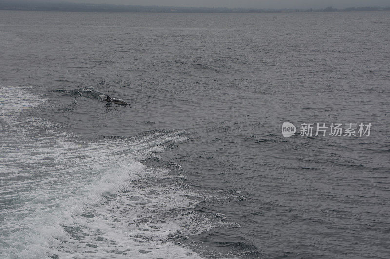 海峡群岛国家公园附近，海豚跃出水面