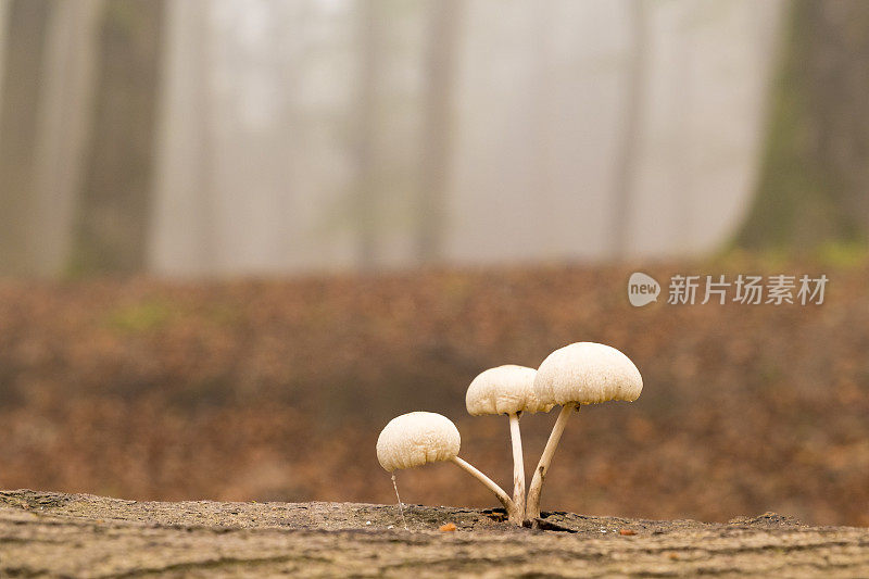 蘑菇长在一棵死山毛榉树上