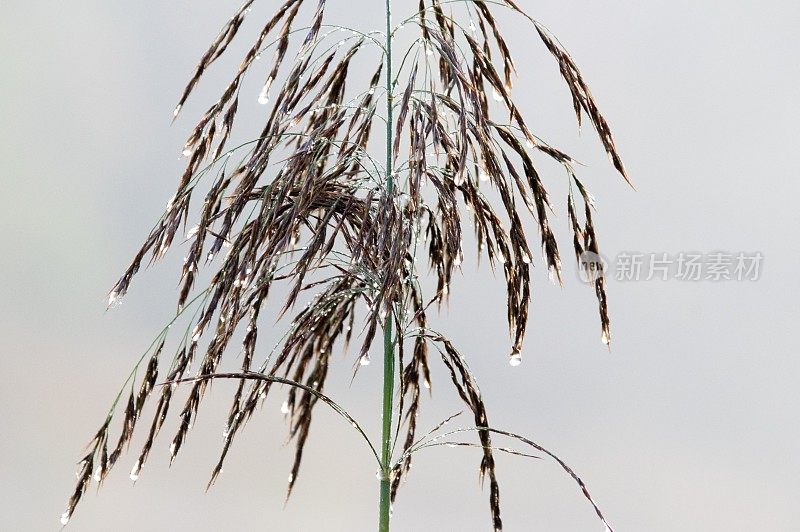 雨滴像珍珠