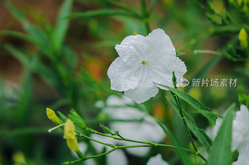 栀子花开得很漂亮。雨像水滴一样落在它身上。一种白色的栀子花带着绿色的叶子在自然的花园中，有一些水滴，雨季。