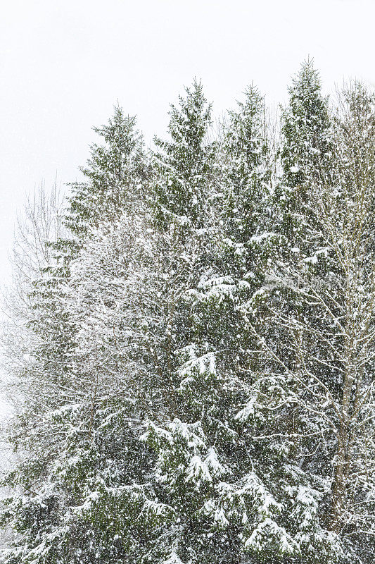 松树上的暴风雪