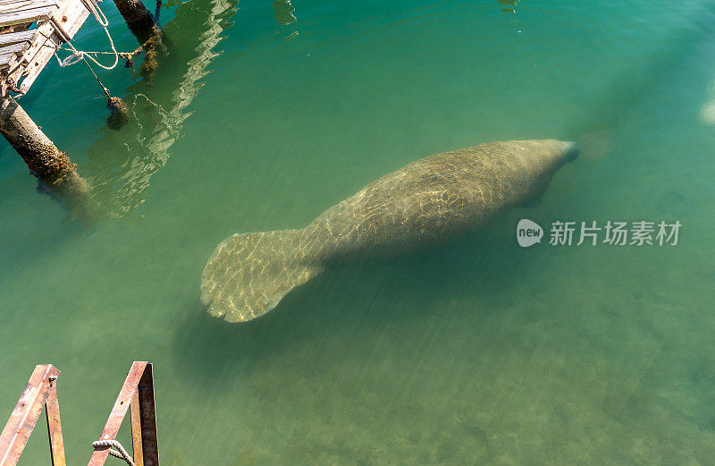 和平的海牛