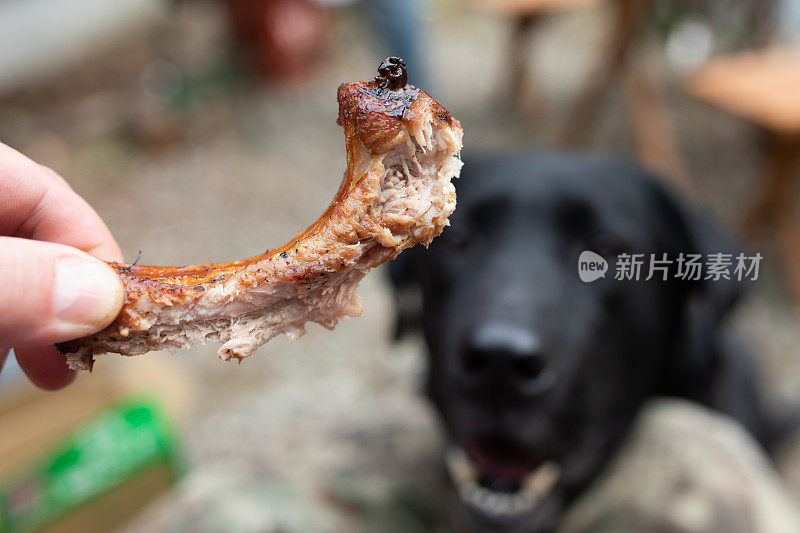黑拉布拉多犬在烧烤时盯着一块骨头