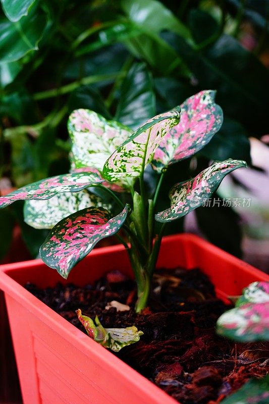 粉色和绿色的Aglaonema