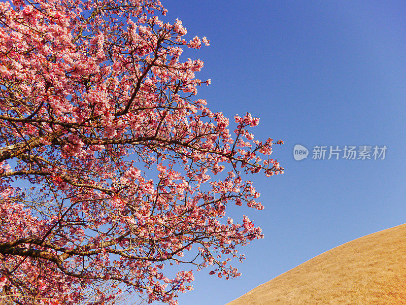 樱花和火山