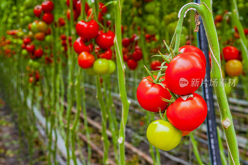 新鲜成熟的番茄在藤上生长在温室中的番茄植株上