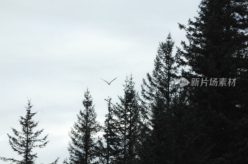 秃鹰飞过阿拉斯加的森林