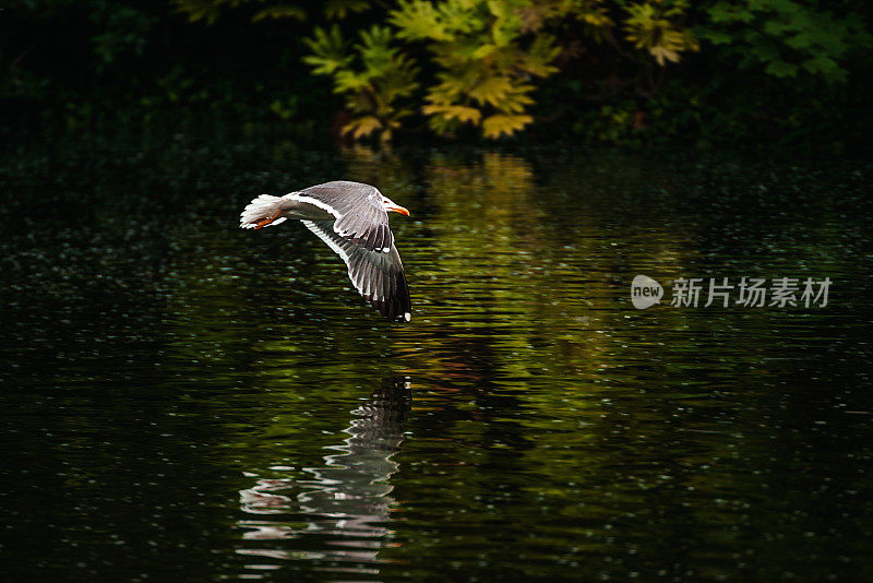 爱尔兰都柏林，圣斯蒂芬绿色公园里飞翔的海鸥