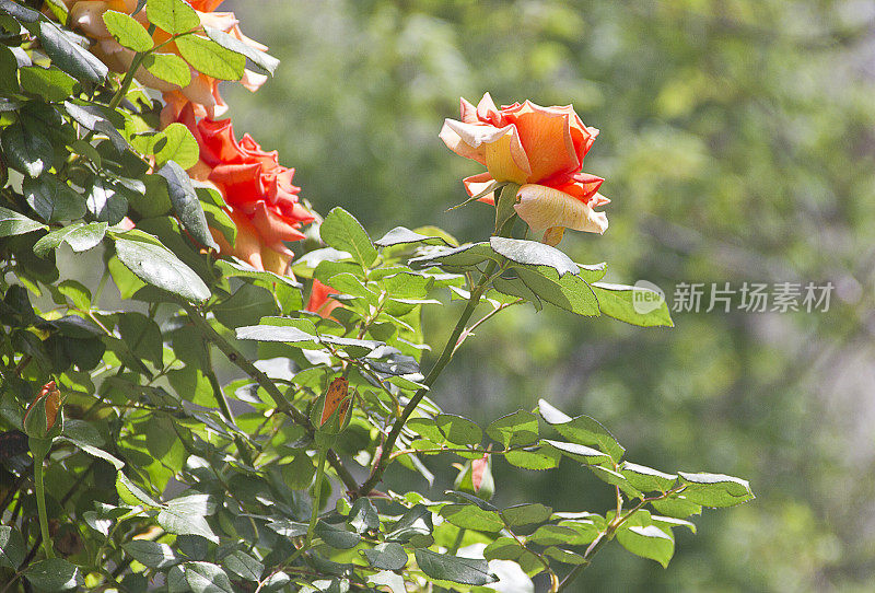 花-橙玫瑰