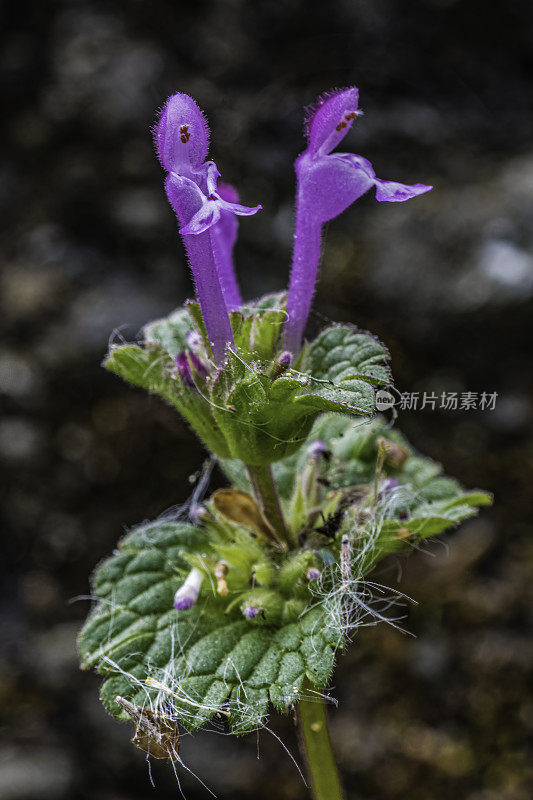 amplexicaule，俗称普通荨麻，或大荨麻或死荨麻是一种原产于欧洲，亚洲和北非的荨麻。甜面包岭州立公园;加州索诺玛县的马亚卡玛斯山脉。唇形科。