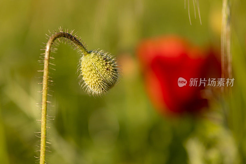 抽象的背景与红色罂粟花与绿色茂盛的植被和叶子