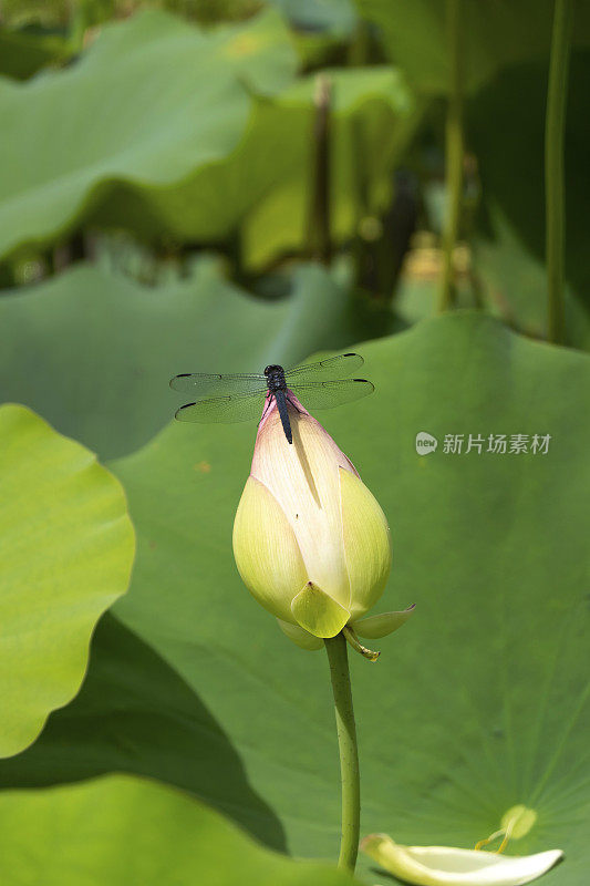 荷花上的蜻蜓