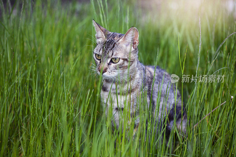 温柔的灰色虎斑母猫站在家庭花园的草坪上
