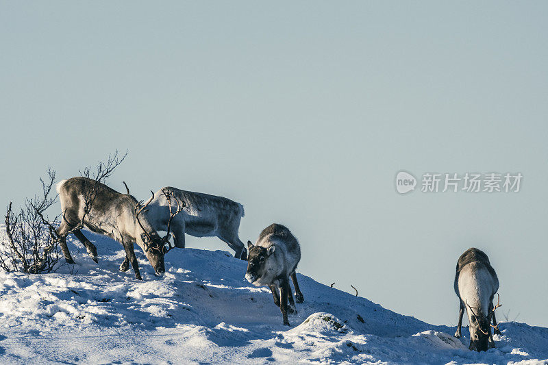 在挪威北部，驯鹿冬天在雪地里吃草