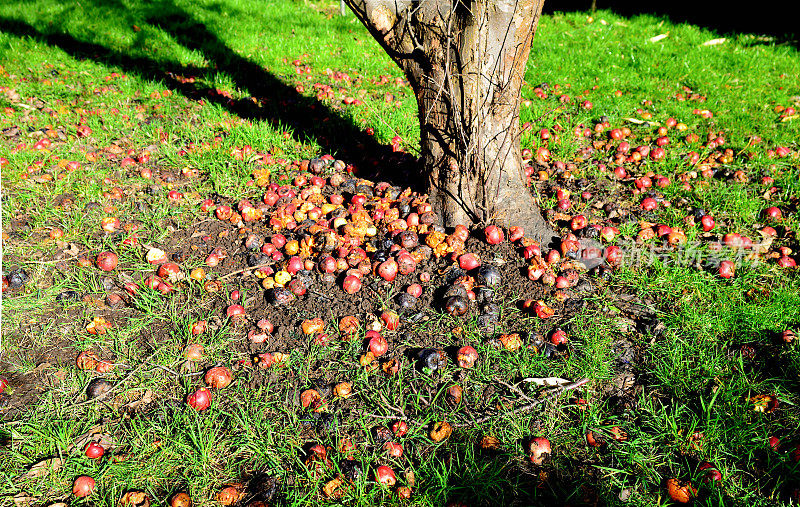 苹果树干和苹果