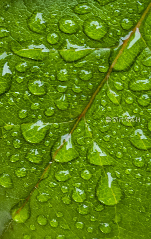 玫瑰花瓣上的雨滴