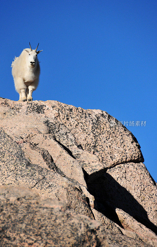 美国科罗拉多州埃文斯山，一只公山羊，在蓝天的映衬下，栖息在山脊上