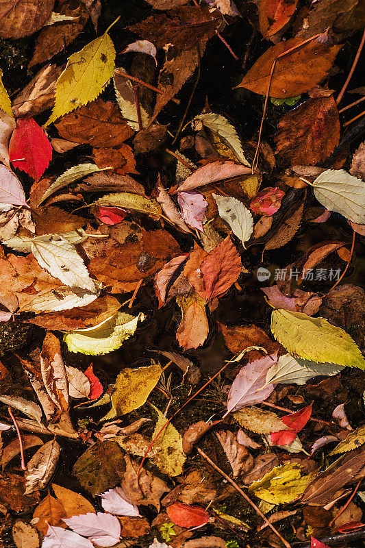 美丽多彩的秋叶图案，特写