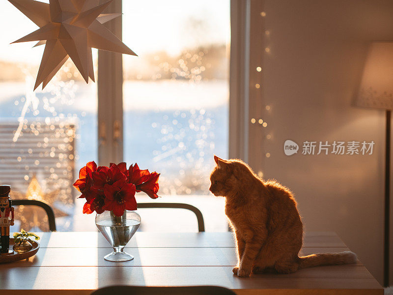 圣诞节时，猫和孤挺花出现在厨房的桌子上