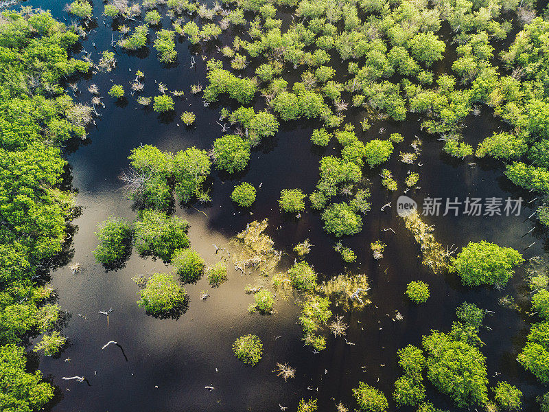 黄昏时红树林的鸟瞰图