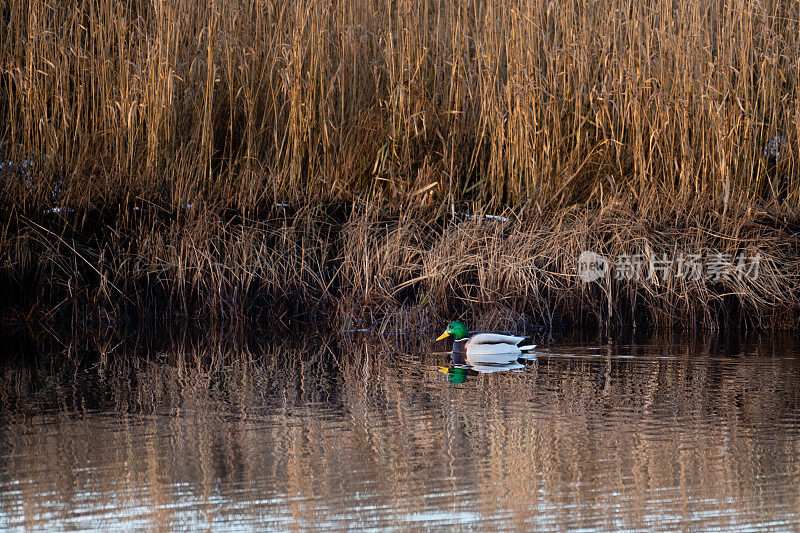 一只雄性绿头鸭在苏格兰的一条河上