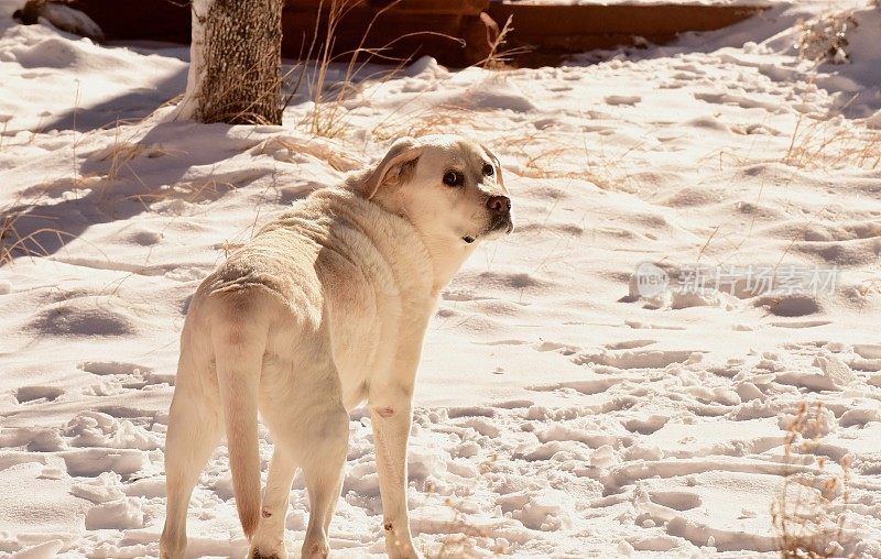 狗狗第一次在雪中