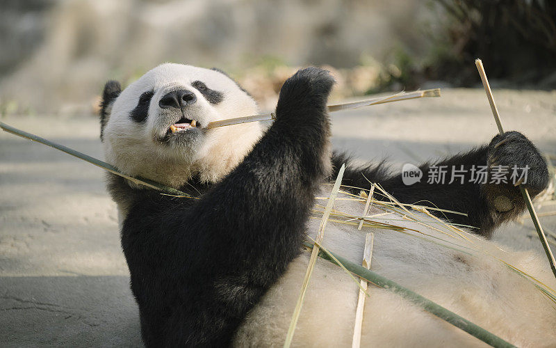 成都的大熊猫吃竹子
