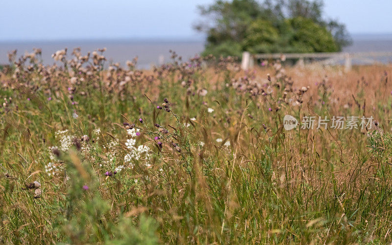 近距离细节的一个典型的野生草地附近的一个北海岛屿的海岸在夏季选择性焦点