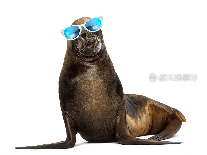 加州海狮，17岁，戴着墨镜