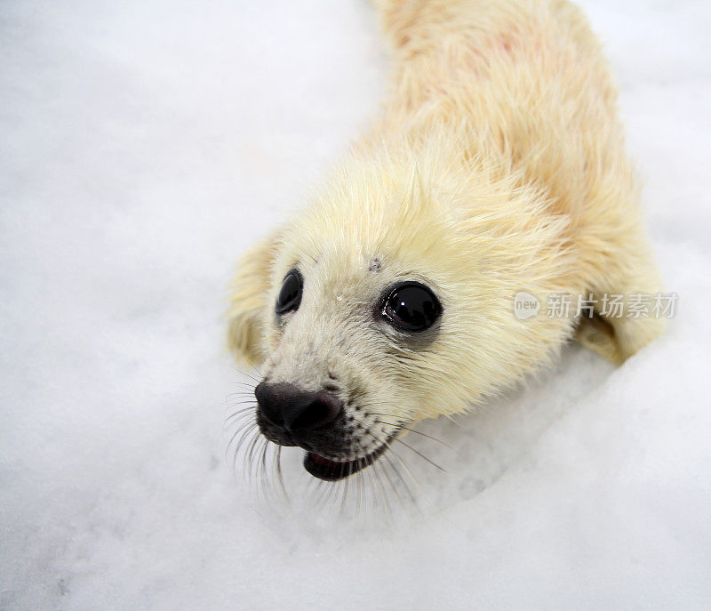 新出生的格陵兰海豹幼仔