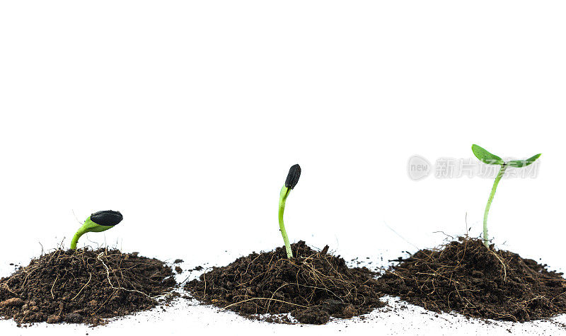 种子扎根于土壤——新生命开始的理念