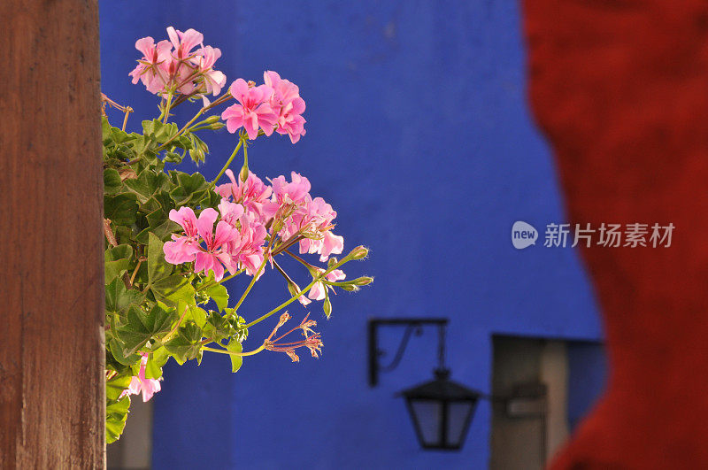 寺院里的花