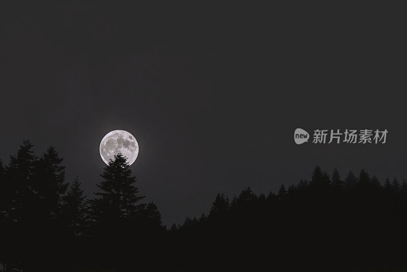 满月下的松树林夜景